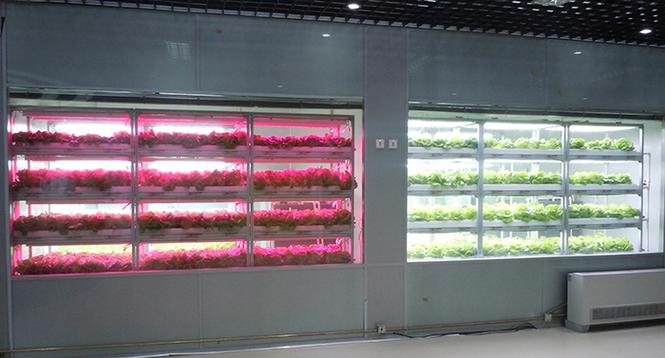 高光效低能耗led智能植物工厂关键技术及系统集成